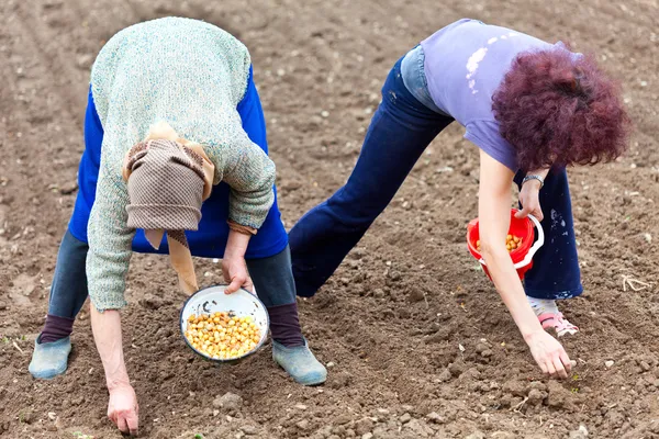 Mujeres plantando chalota (cebollas jóvenes ) —  Fotos de Stock