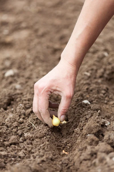 Woman hand planting shallot — Zdjęcie stockowe
