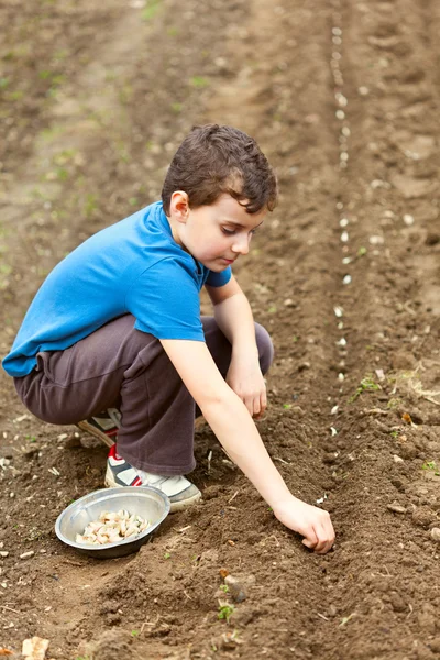 Bonito garoto plantando alho — Fotografia de Stock