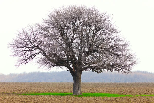 Озил (Carpinus Betulus) ) — стоковое фото