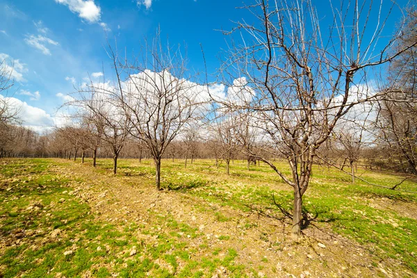 Fruktträdgård med äppelträd i vår — Stockfoto