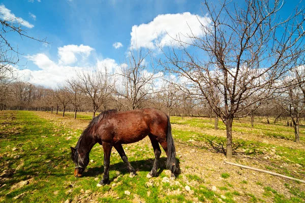 Cavallo bruno in un frutteto — Foto Stock