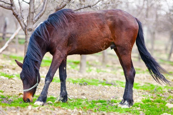Barna ló egy gyümölcsös — Stock Fotó
