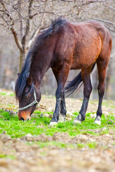 Brown horse in an orchard — Stock Photo, Image