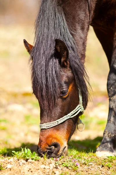 Legeltetés, közelkép, barna ló — Stock Fotó