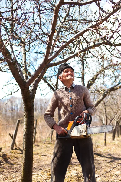 Старий фермер обрізає яблуні — стокове фото