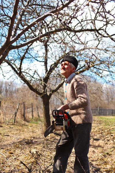 Old farmer trimming apple trees — Stock Photo, Image