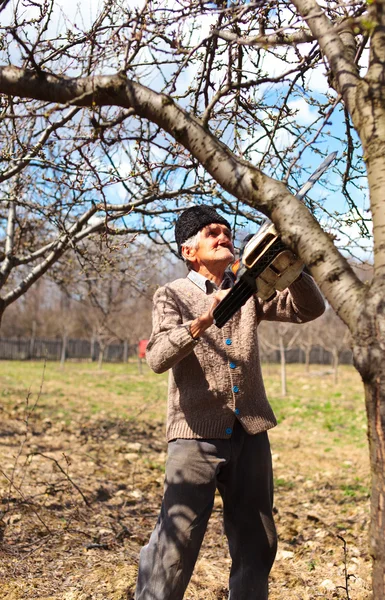 Старый фермер обрезает яблони — стоковое фото
