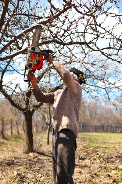 Altbauer schneidet Apfelbäume — Stockfoto