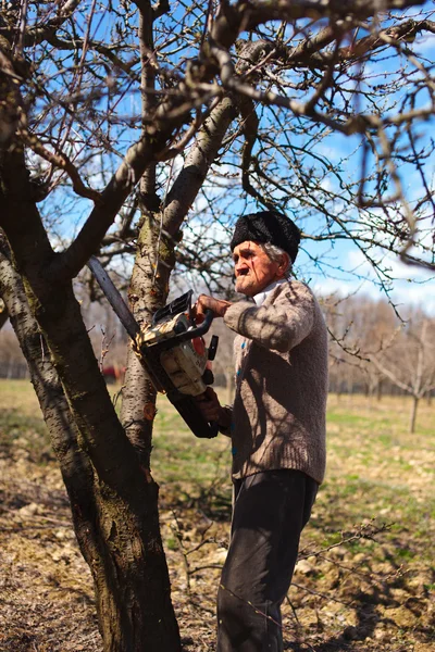 Altbauer schneidet Apfelbäume — Stockfoto
