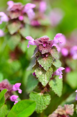 Dead nettle leaves and flowers clipart