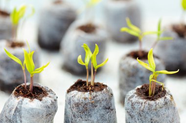 Tomato seedling in peat balls clipart