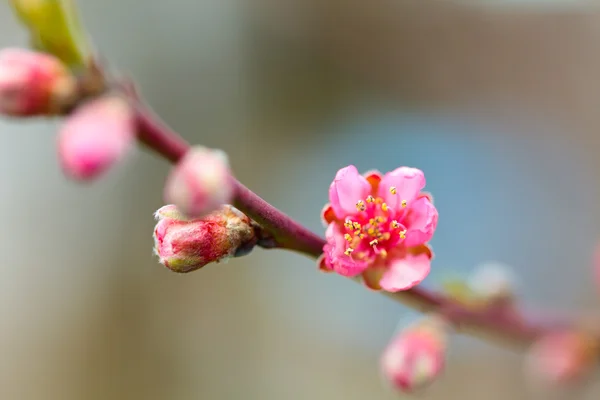 Персиковые цветы на ветке — стоковое фото