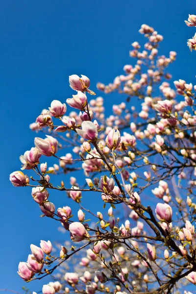 Magnolia — Stock Photo, Image