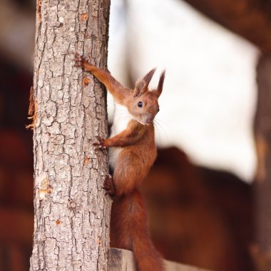 Squirrel on a tree clipart