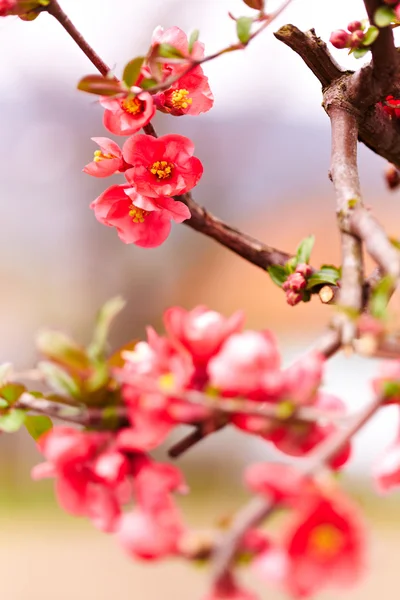 Marmelo florido japonês — Fotografia de Stock