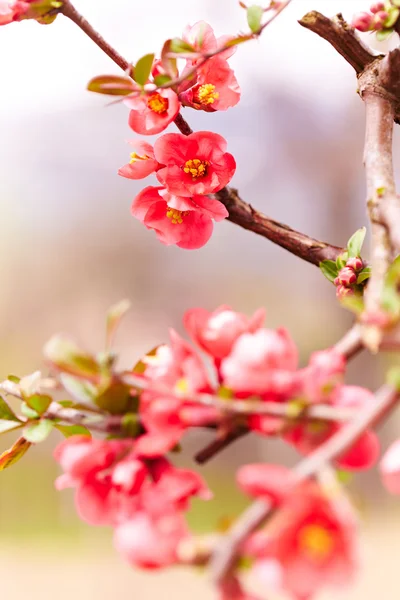 Japanese flowering quince — Stock Photo, Image
