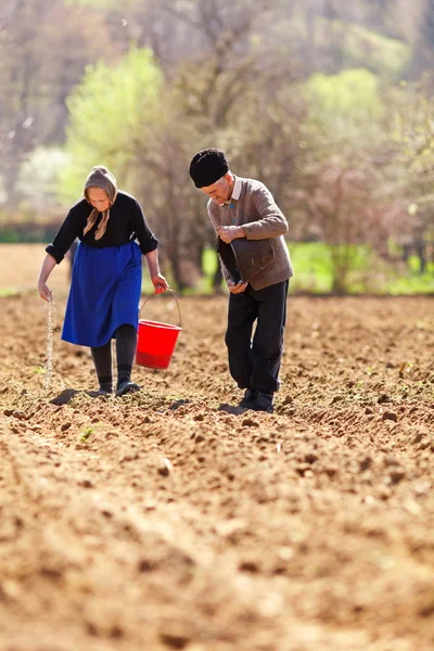 Casal sênior plantando em suas terras — Fotografia de Stock