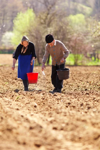 Starší pár, výsadba na svou půdu — Stock fotografie