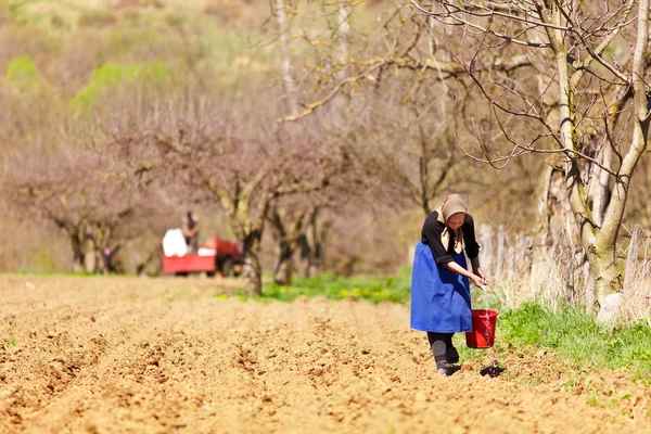 Starší žena zemědělce výsevu — Stock fotografie