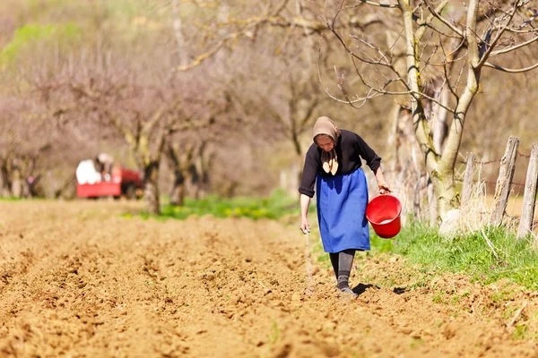 Старшая женщина-фермер — стоковое фото