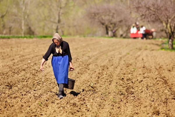 Starszy kobieta rolnik siewu — Zdjęcie stockowe