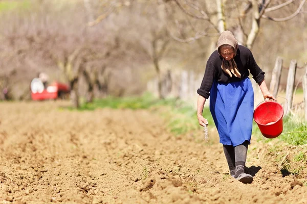Старша жінка фермер, що сіє — стокове фото