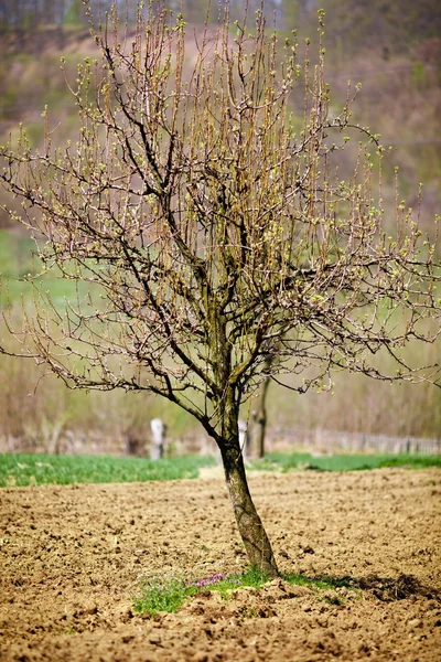 과수원에 있는 사과나무 — 스톡 사진