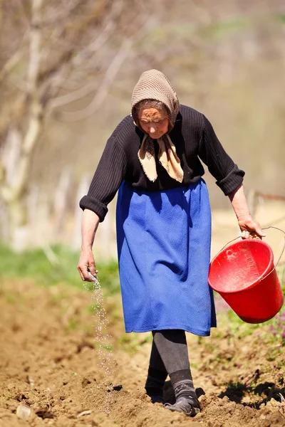 Üst düzey kadın çiftçi Ekim — Stok fotoğraf
