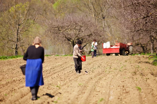 Família de agricultores semeando em suas terras — Fotografia de Stock