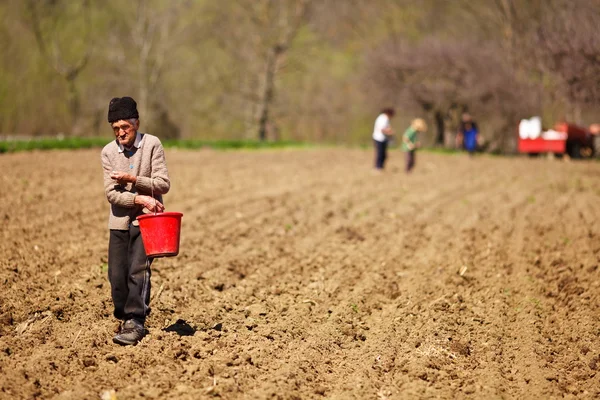 Ανώτερος αγρότης, σπέρνοντας τους σπόρους από ένα κουβά — Φωτογραφία Αρχείου