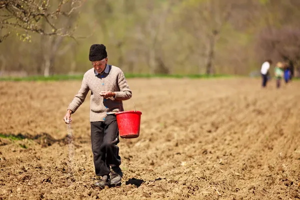 Agricultor sênior semeando sementes de um balde — Fotografia de Stock