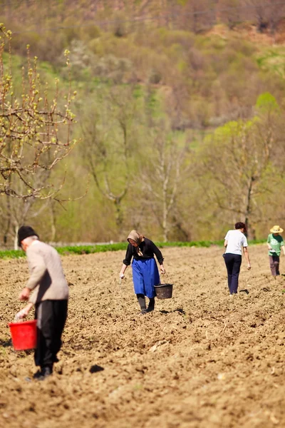 Семья фермеров, сеющих землю — стоковое фото