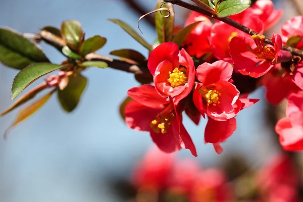 Japanese flowering quince — Stock Photo, Image