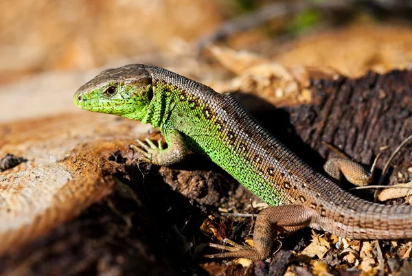 Macro de um lagarto ao ar livre — Fotografia de Stock
