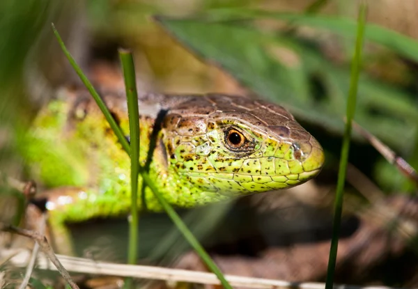 야외 도마뱀의 매크로 — 스톡 사진