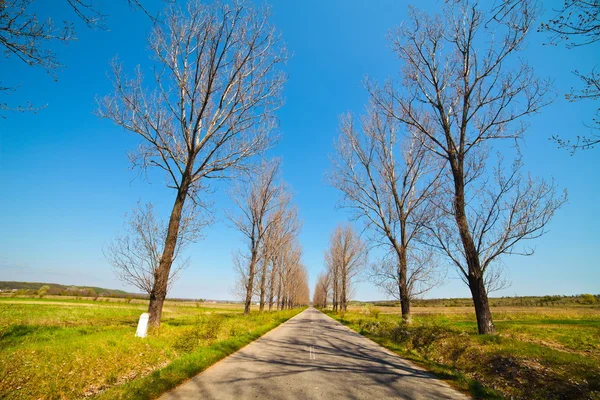 Empty road through trees — Stock Photo, Image