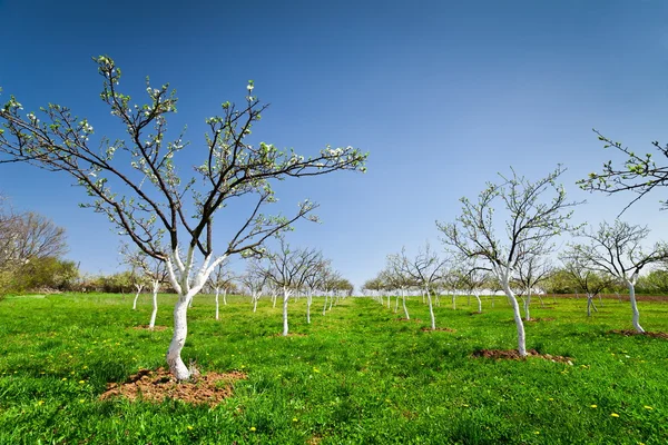 Pomar com árvores de ameixa florescendo — Fotografia de Stock