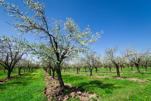 Orchard with blooming plum trees