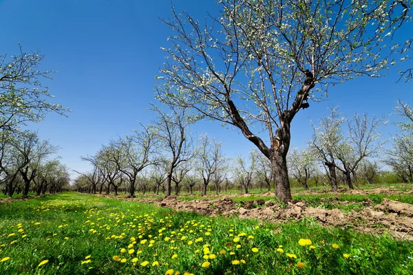 Orchard with blooming plum trees — Stock Photo, Image