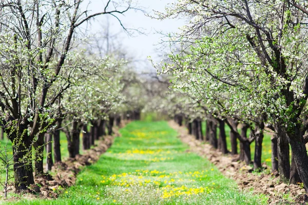 Orchard slivoní — Stock fotografie