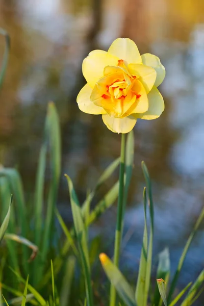 Daffodil (Narcissus) — Stockfoto
