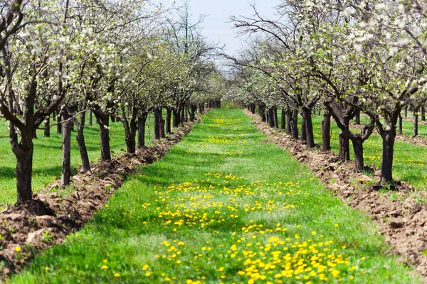 Orchard of plum trees — Stock Photo, Image