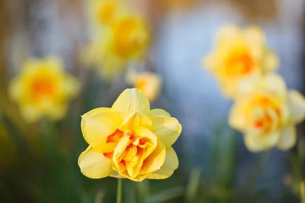 Daffodil (Narciso ) — Fotografia de Stock