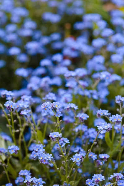 Forget-me-not flowers in a garden — Stock Photo, Image