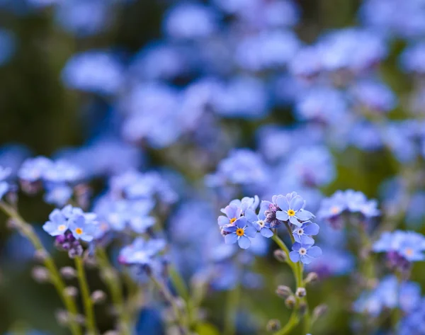 Forget-me-not bloemen in een tuin — Stockfoto