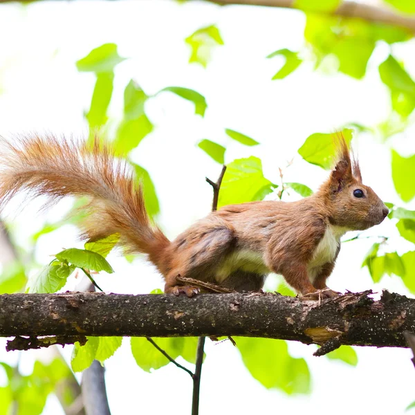 나무에 앉아 있는 다람쥐 — 스톡 사진