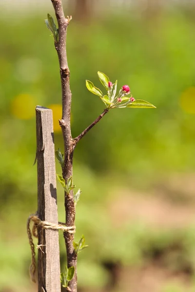 Baby apple tree in blossom — Stock Photo, Image