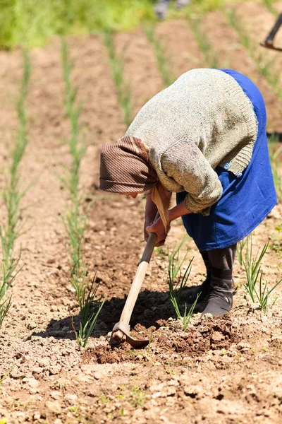 Vieja mujer rural deshierbando a través del campo de cebolla —  Fotos de Stock