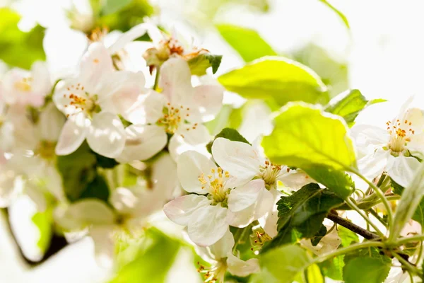 Jabloň v květu — Stock fotografie